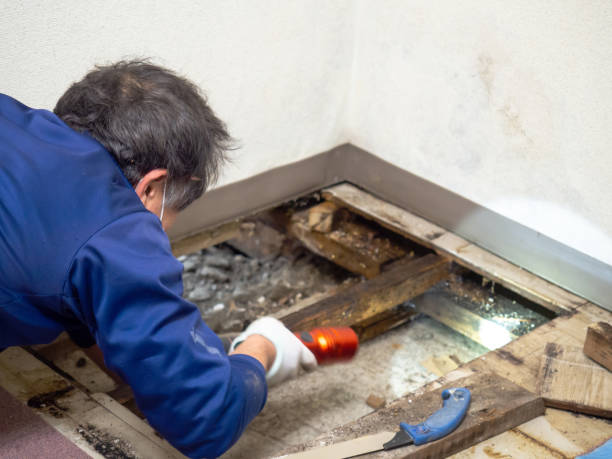 Best Home Mold Removal  in Hays, MT