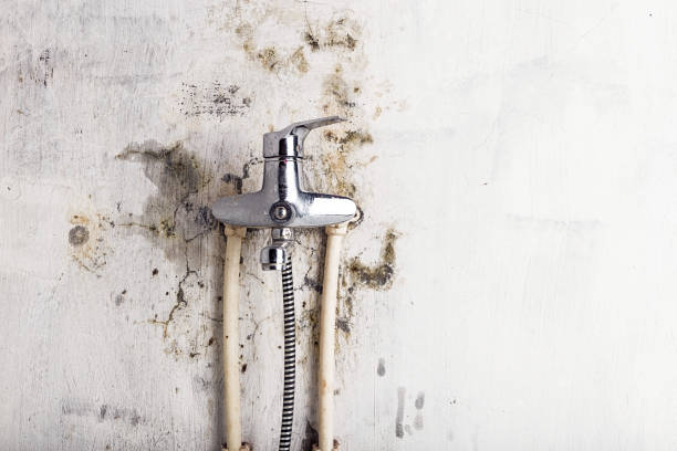 Best Certified Mold Removal  in Hays, MT