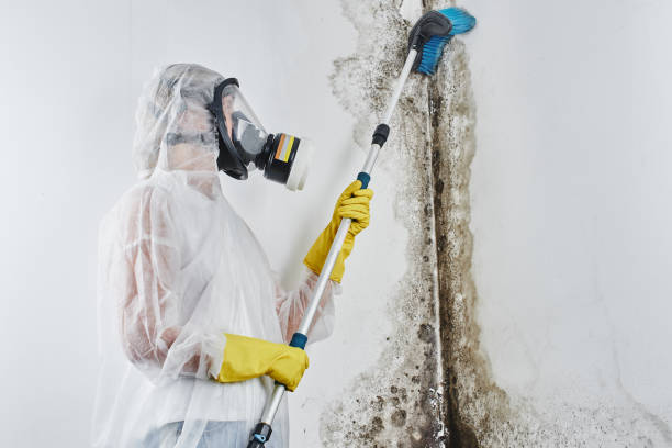 Mold Testing and Removal in Hays, MT