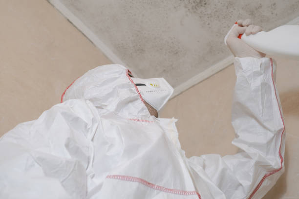 Best Mold Cleaning Services  in Hays, MT