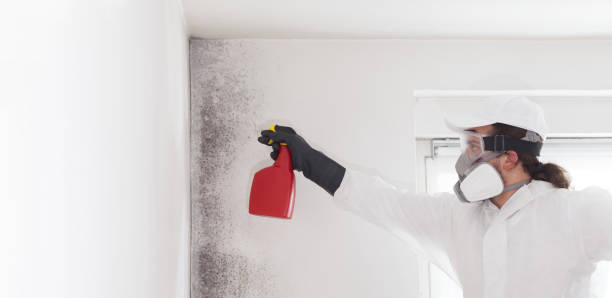 Best Mold Damage Repair  in Hays, MT