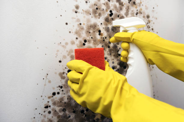 Best Best Mold Removal Companies  in Hays, MT
