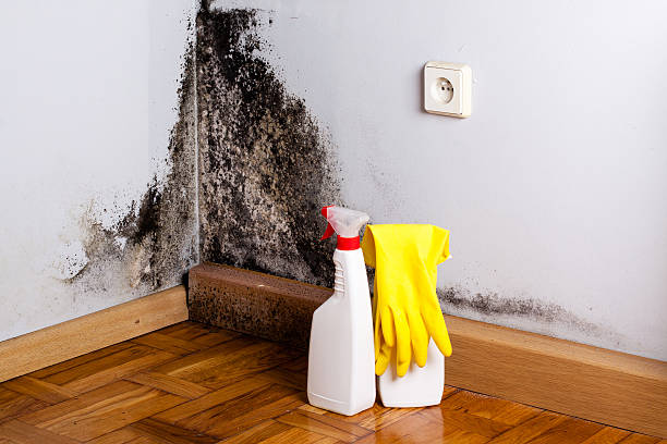Certified Mold Removal in Hays, MT