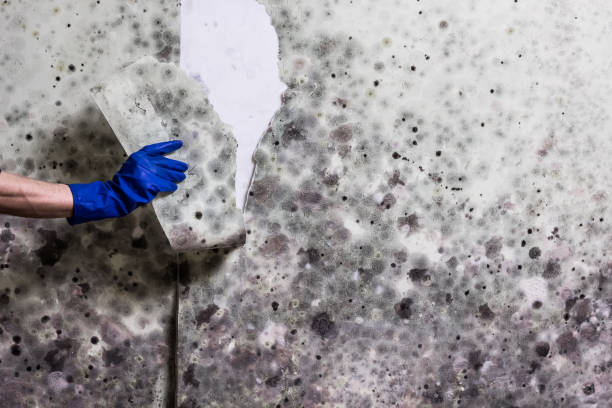Best Crawl Space Mold Removal  in Hays, MT