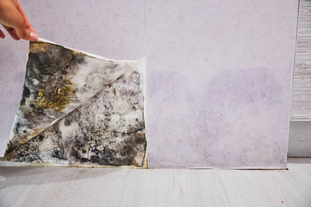 Best Same-Day Mold Removal  in Hays, MT